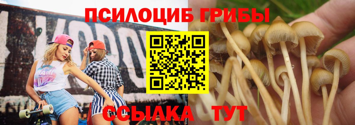 Псилоцибиновые грибы Psilocybine cubensis  Кемерово 